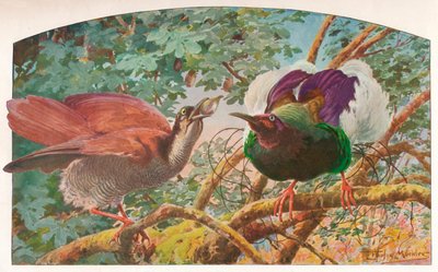 Tolvtrådede Birds of Paradise, c1910, 1911 av Louis Fairfax Muckley