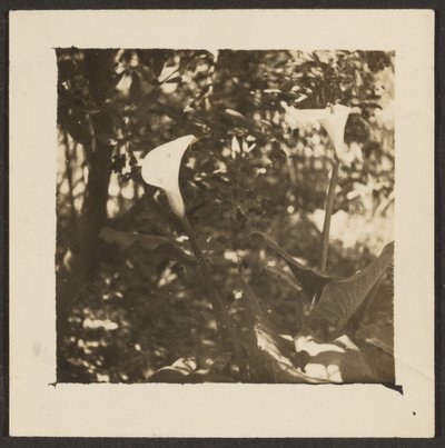  av Louis Fleckenstein