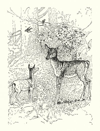  av Louis John Rhead