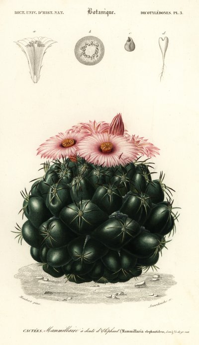 Bikubekaktus, Coryphantha elephantidens.,1849 (gravering) av Louis Joseph Edouard Maubert