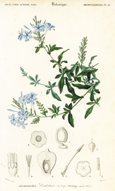 Kapp blyurt, Plumbago auriculata, 1849 (gravering) av Louis Joseph Edouard Maubert