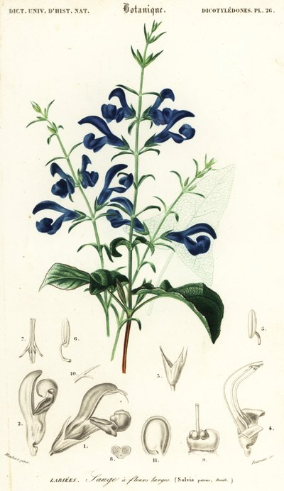Gentian salvie eller spredende salvie, Salvia patens., 1849 (gravering) av Louis Joseph Edouard Maubert