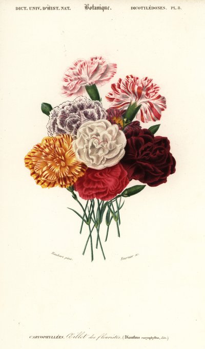 Gruppe av nelliker, Dianthus caryophyllus. ,1849 (gravering) av Louis Joseph Edouard Maubert