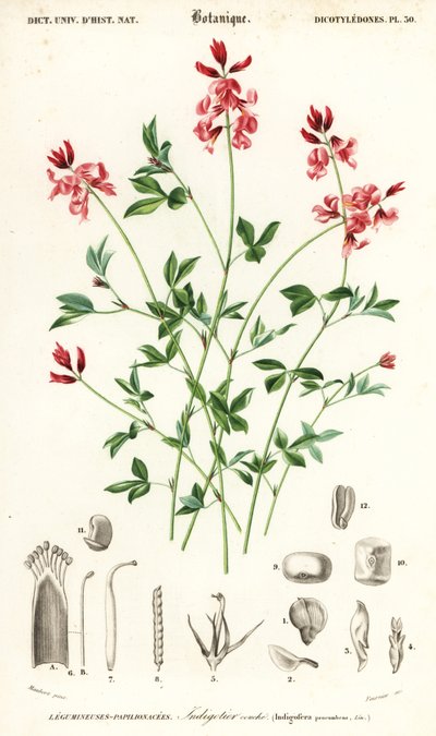 Indigo plante, Indigofera liggende. , 1849 (gravering) av Louis Joseph Edouard Maubert