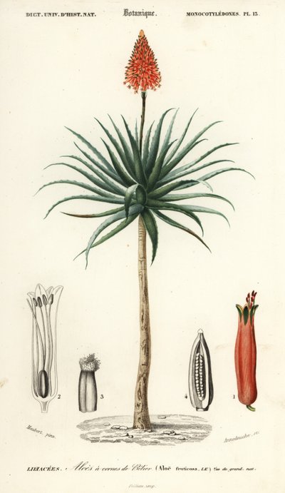 Krantz aloe, Aloe arborescens., 1849 (gravering) av Louis Joseph Edouard Maubert