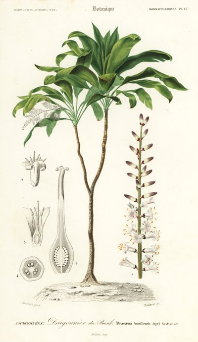 Palmelilje, Cordyline fruticosa., 1849 (gravering) av Louis Joseph Edouard Maubert
