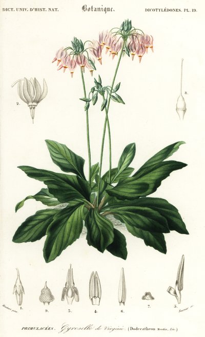 Stjerneskudd eller østlig stjerneskudd, Dodecatheon meadia. ,1849 (gravering) av Louis Joseph Edouard Maubert