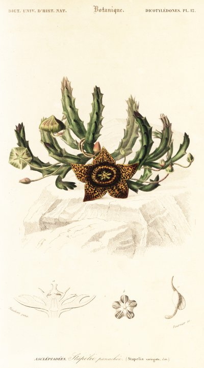 Stjerneblomst, Orbea variegata., 1849 (gravering) av Louis Joseph Edouard Maubert