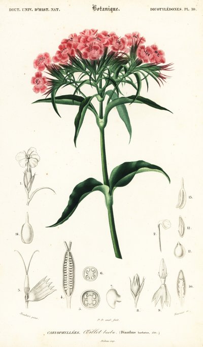 Sweet William, Dianthus barbatus.,1849 (gravering) av Louis Joseph Edouard Maubert