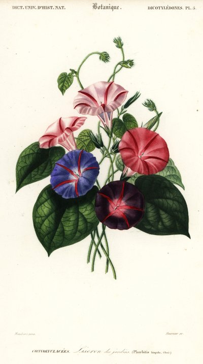 Varianter av morning glory, Pharbitis hispida., 1849 (gravering) av Louis Joseph Edouard Maubert