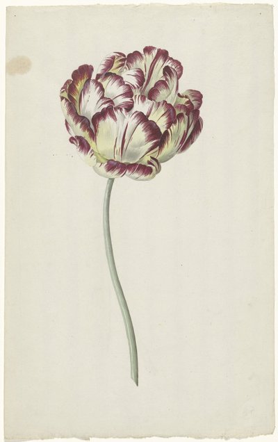 Tulipan av Louis Moritz