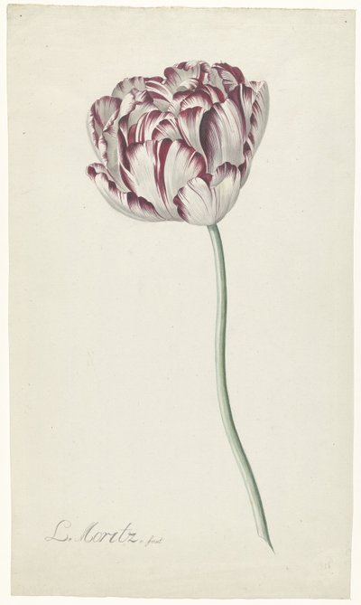 Tulipan av Louis Moritz
