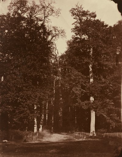 Skog ved Saint-Cloud av Louis-Rémy Robert