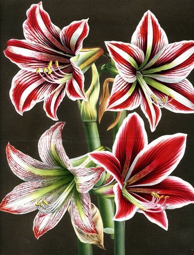 AMARYLLIS HIPPEASTRA (gravering) av Louis Van Houtte