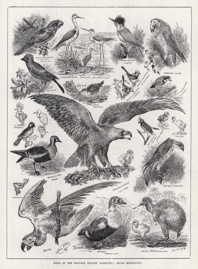 Fugler i Natural History Collection, South Kensington (gravering) av Louis Wain