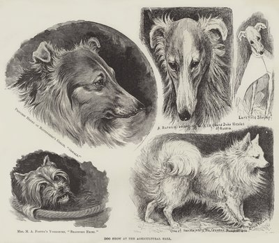 Hundeutstilling i Landbrukshallen av Louis Wain