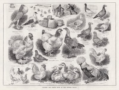 Fjærkre og dueutstilling på Crystal Palace (gravering) av Louis Wain