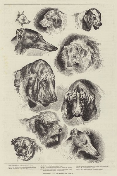 Kennelklubbens hundeutstilling av Louis Wain
