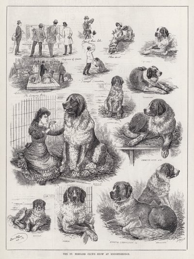 St Bernard Club's Show på Knightsbridge (gravering) av Louis Wain