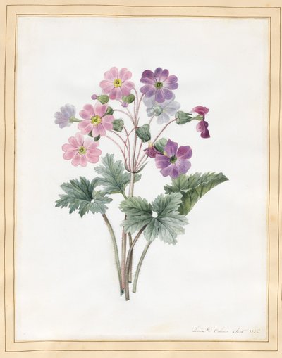 Hybrid Auricula (wc på vellum) av Louise DOrleans