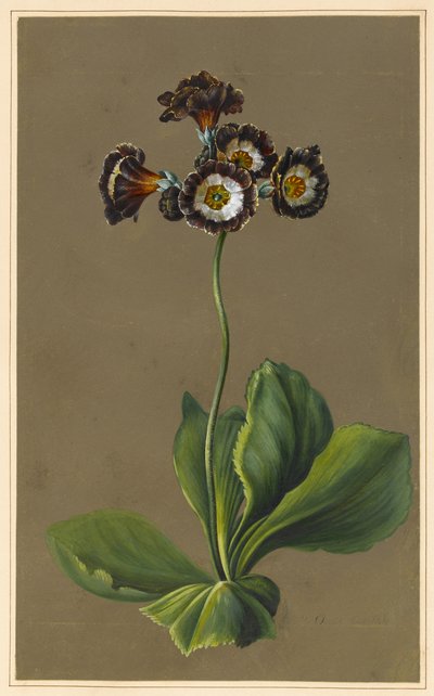 Hybrid Auricula, 1830 (kroppsfarge på papir med forberedt bakken) av Louise DOrleans