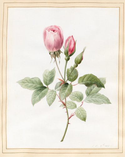 Rosa rose og knopper, 1826 (wc med litt kroppsfarge på vellum) av Louise DOrleans