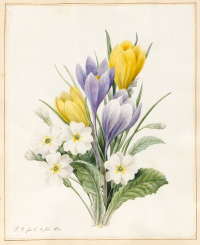 White Primroses and Early Hybrid Crocuses, 1830 (wc med litt kroppsfarge på vellum) av Louise DOrleans