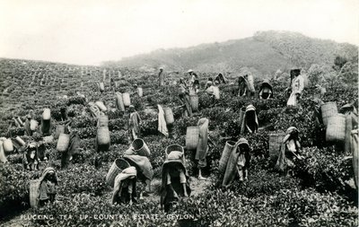 Plukke te, landlig eiendom, Ceylon, ca. 1900-1930 (s/hvitt-bilde) av Ltd. Ceylon Plâté