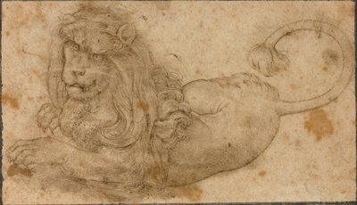 Studie av en løve av Lucas the Elder Cranach