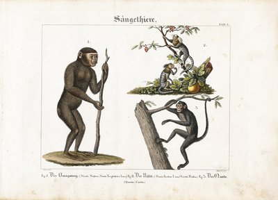 Primater: Orangutang, vanlig marmoset og edderkoppape av Ludwig Meyer