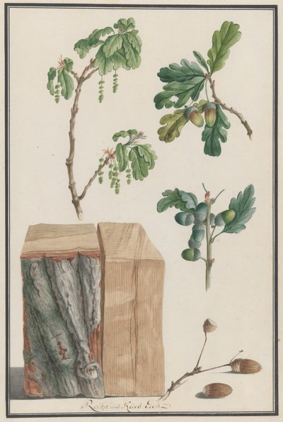 Studier av blomstene, fruktene og stammen til en engelsk eik Quercus robur, 1788. av Ludwig Pfleger