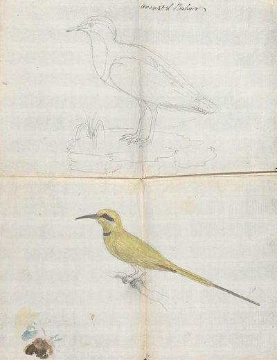 2 fugler "Aroust el Bahar" av Luigi Balugani