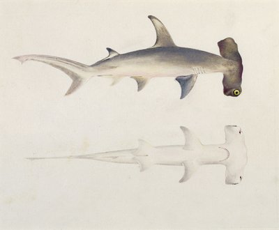 En hammerhodehai, Loheia, tidligere tilskrevet James Bruce (1730-94) (wc og gouache over grafitt på papir) av Luigi Balugani