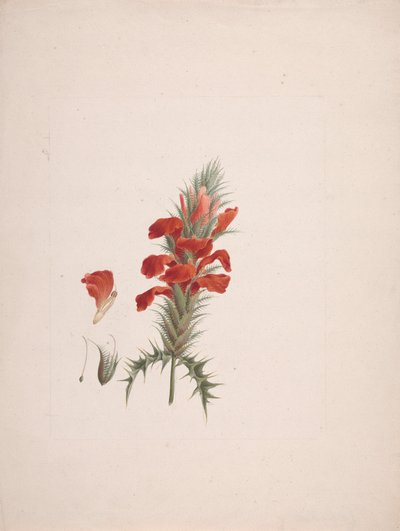 Acanthus Sennii Chiov. : ferdig tegning med ekstra detaljer av Luigi Balugani
