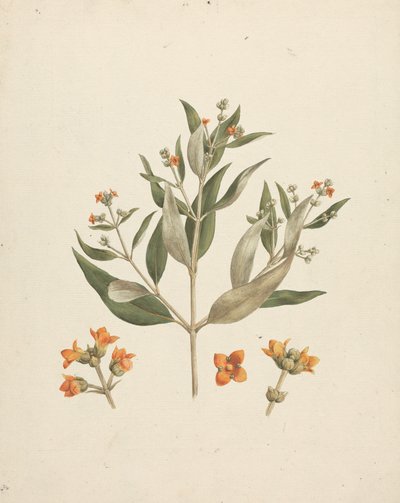 Avicennia marina (Forssk.) Vierh. (White Mangrove): ferdig tegning av blomstrende skudd med detaljer av blomster av Luigi Balugani