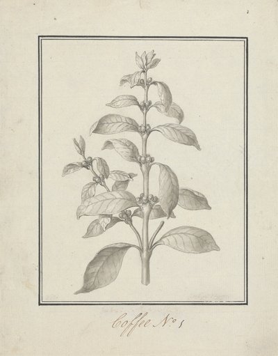 Coffea arabica L. (Arabica Coffee): ferdig tegning av bladskudd og bær av Luigi Balugani