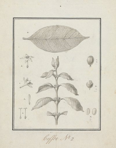 Coffea arabica L. (Arabica Coffee): ferdig tegning av løvskudd, med detaljer om blomster, blader og frukt av Luigi Balugani