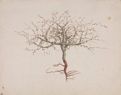 Commiphora gileadensis (L.) C. Chr. (Balm of Gilead, Opobalsam): ferdig tegnet hvis treets vane (med røtter) av Luigi Balugani
