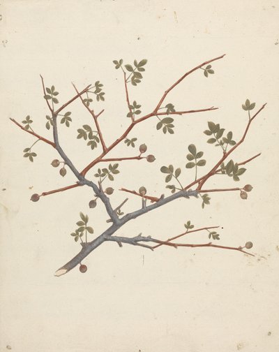Commiphora gileadensis (L.) C. Chr. (Gileadbalsam, Opobalsam): ferdig tegning av fruktgren av Luigi Balugani