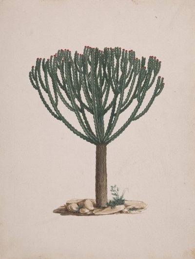 Euphorbia abyssinica JF Gmel. (Ethiopian Tree-Spurge): ferdig tegning av treets vane av Luigi Balugani