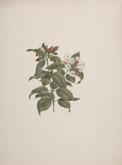 Jasminum dichotomun Vahl (afrikansk sjasmin): ferdig tegning av Luigi Balugani