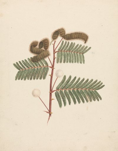 Mimosa pigra (L.): ferdig tegning av Luigi Balugani