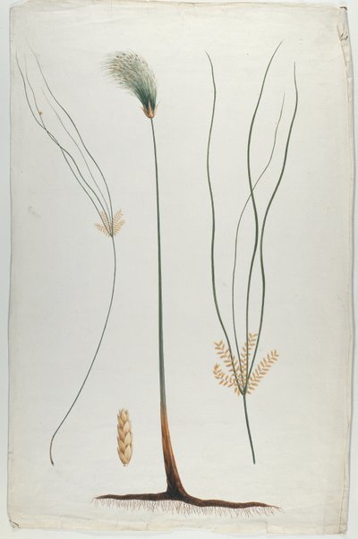 Papyrus (Plant and Root Detail), etter James Abyssinian Bruce (1730-94) (wc over grafitt på papir) av Luigi Balugani