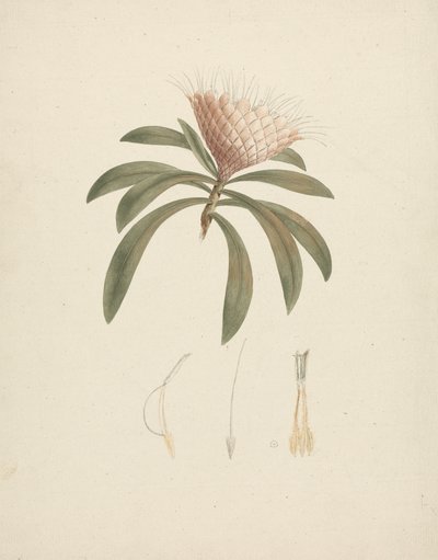Protea gaguedi JF Gmel. (Protea): ferdig tegning med blomsterdetaljer av Luigi Balugani