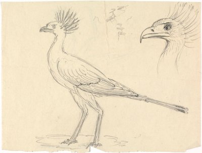 Sekretær Bird av Luigi Balugani
