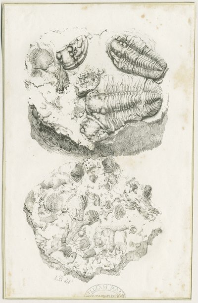 Dudley - Fossiler: litografi, nd [c 1825] (trykk) av Luke Booker