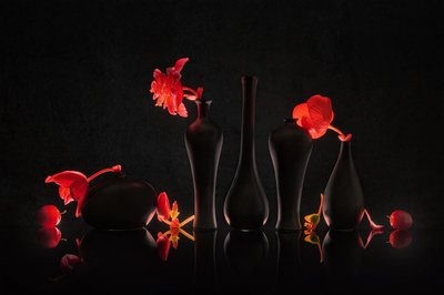 Karmosinrøde blomster og svarte vaser av Lydia Jacobs