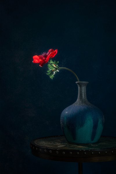 Mørk vase med anemoner av Lydia Jacobs