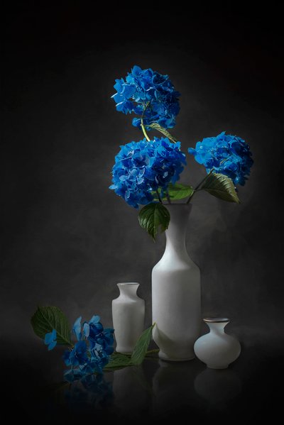 Elegante blå hortensiaer av Lydia Jacobs