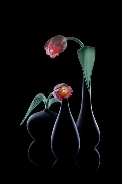 Elegante glødende tulipaner av Lydia Jacobs